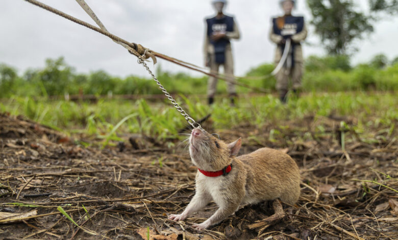 Ratas gigantes lideran la detección de minas terrestres en Camboya